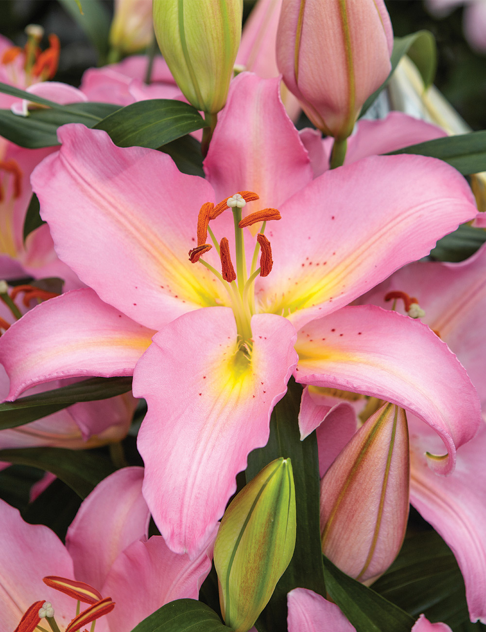 Sumo Oriental Lilium 'Fenice'