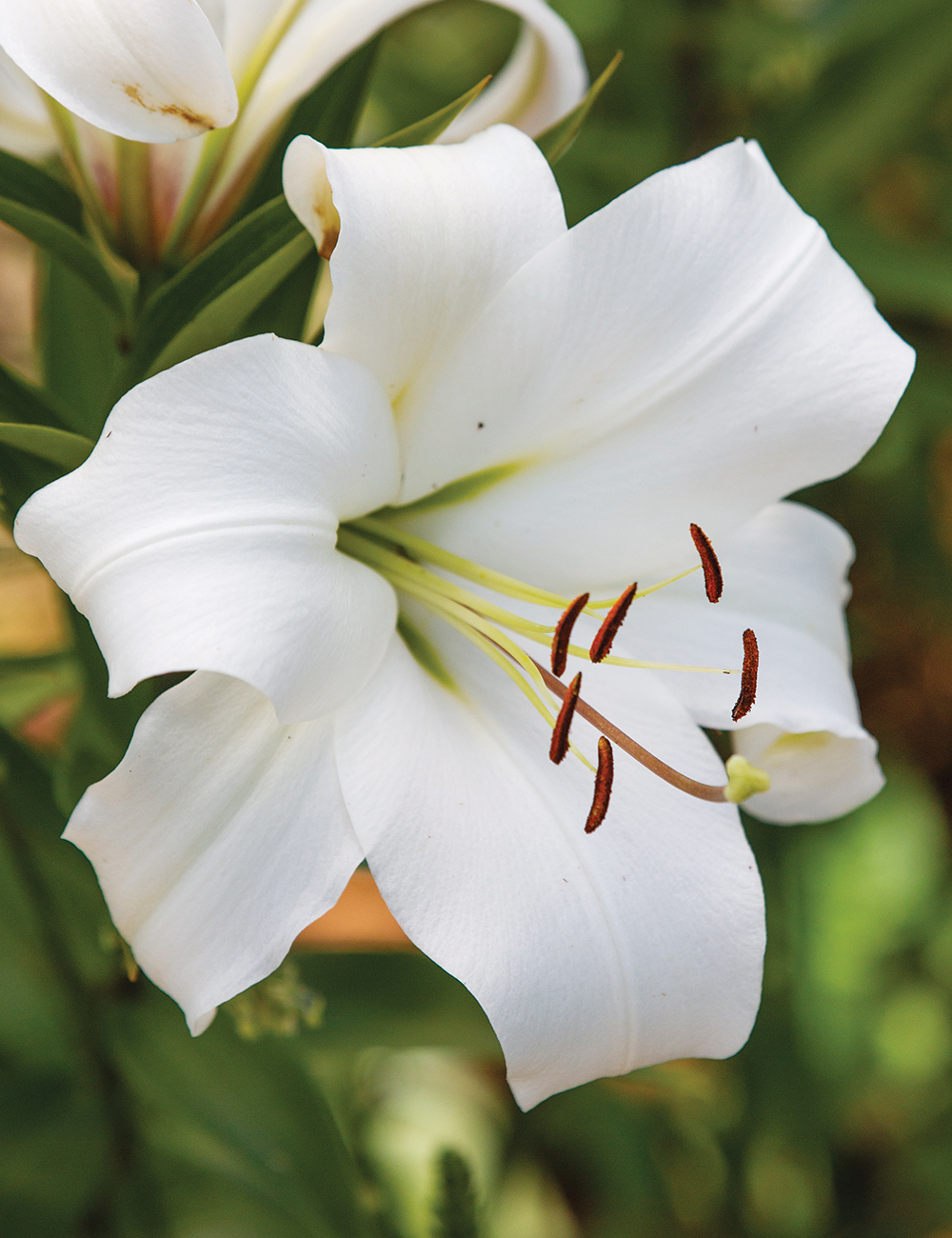 Sumo Oriental Lilium 'Fastrada'