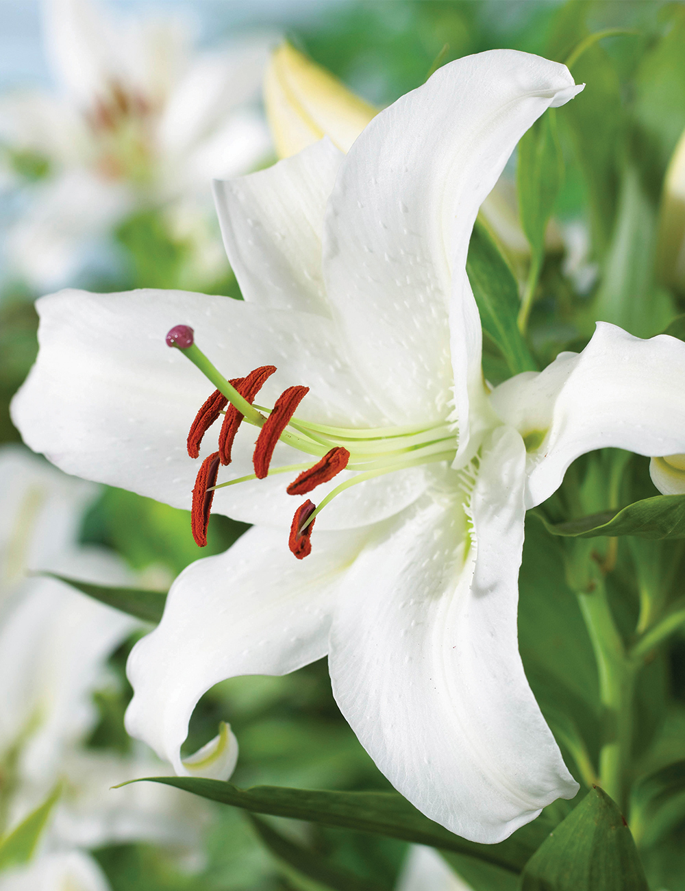 Sumo Oriental Lilium 'Forever'