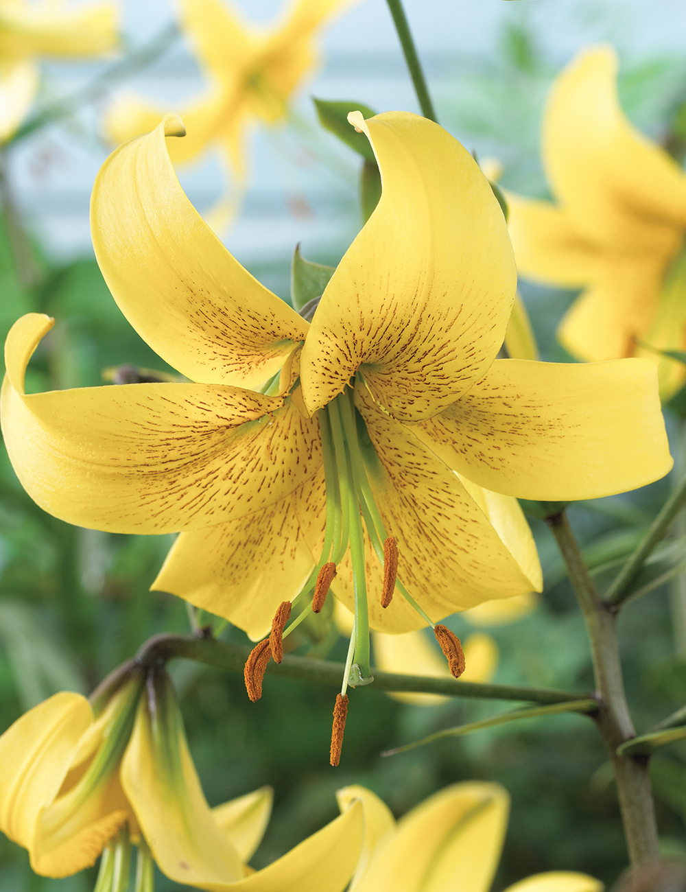 Sumo Oriental Lilium 'Gold Class'