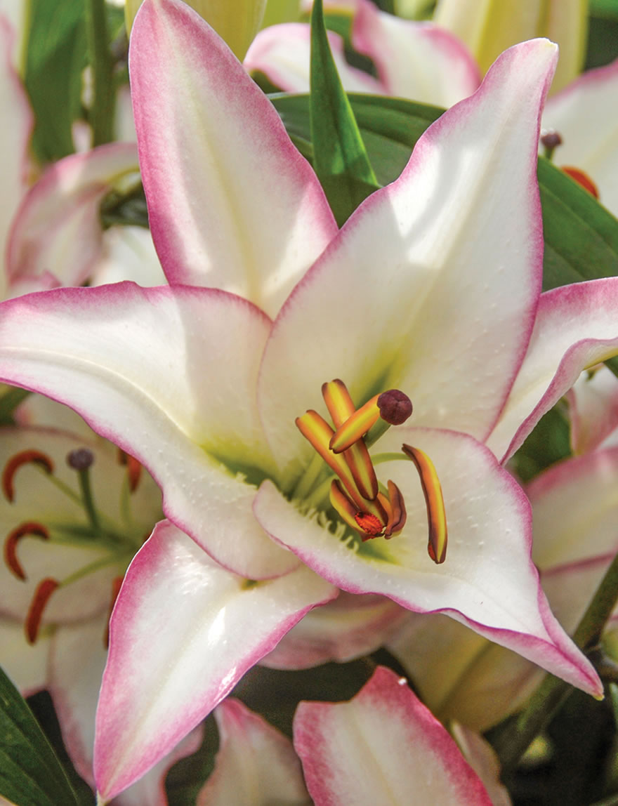 Sumo Matisse Oriental Lilies Hotline