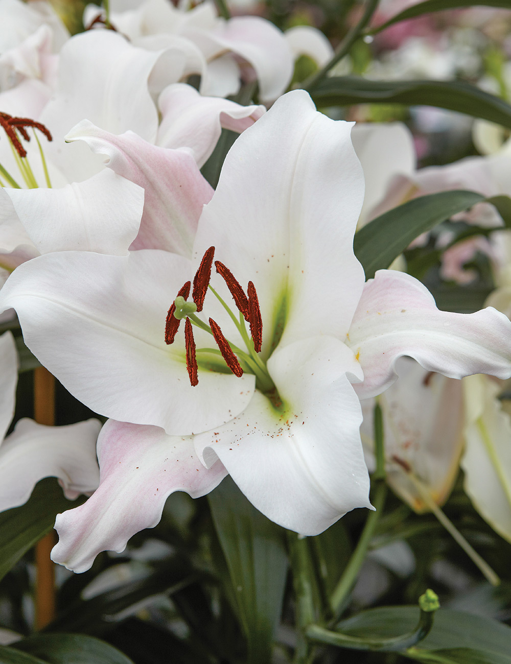 Sumo Oriental Lilium 'Lowland'