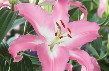 (37A) Sumo Oriental Lilies Marrero