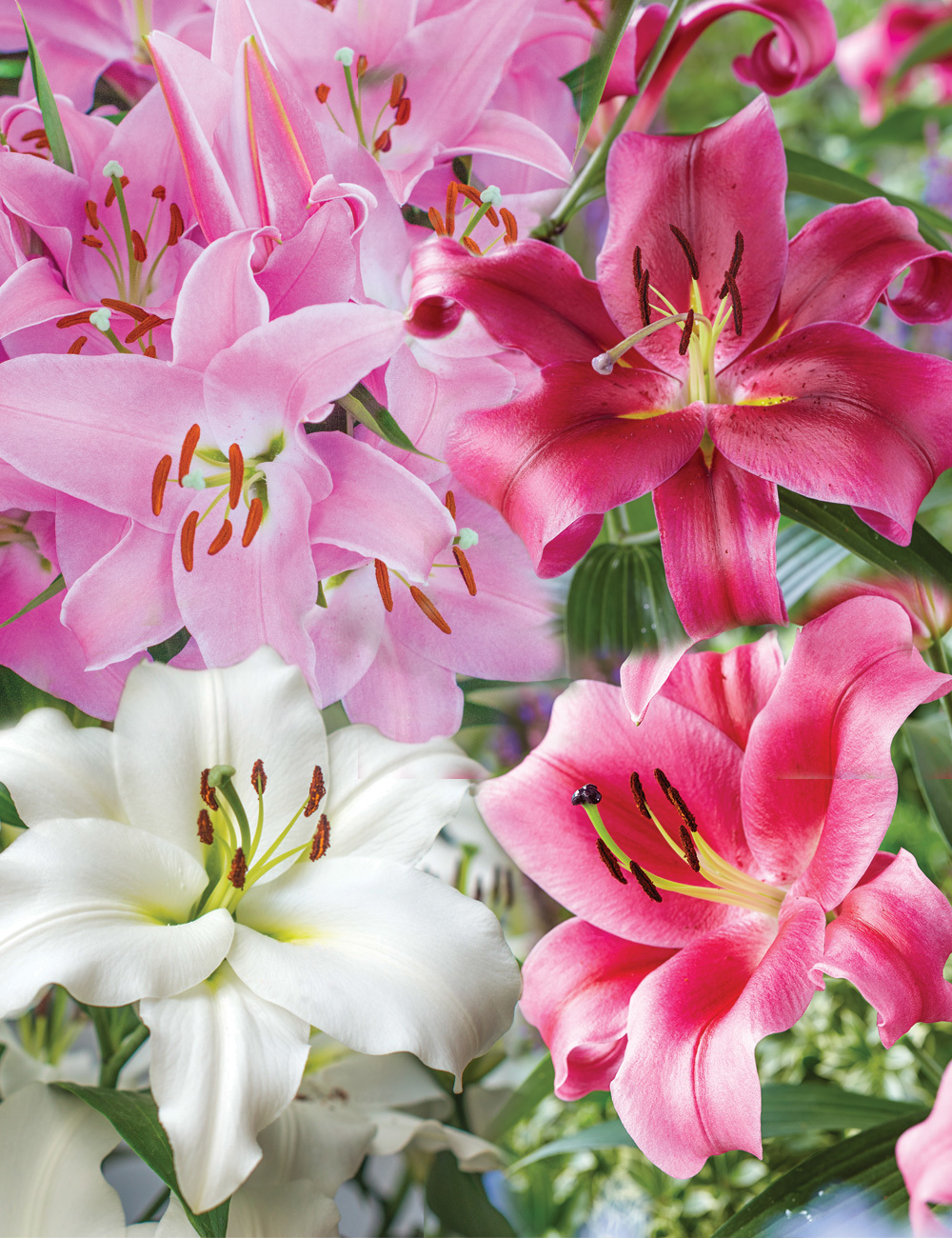 Sumo Oriental Lilies Mixed