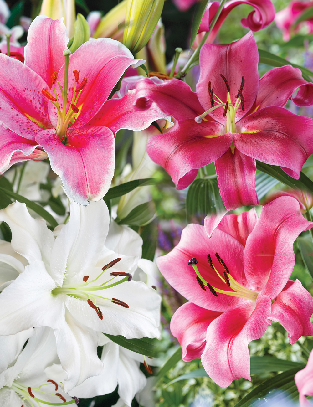 Sumo Oriental Lilies Mixed