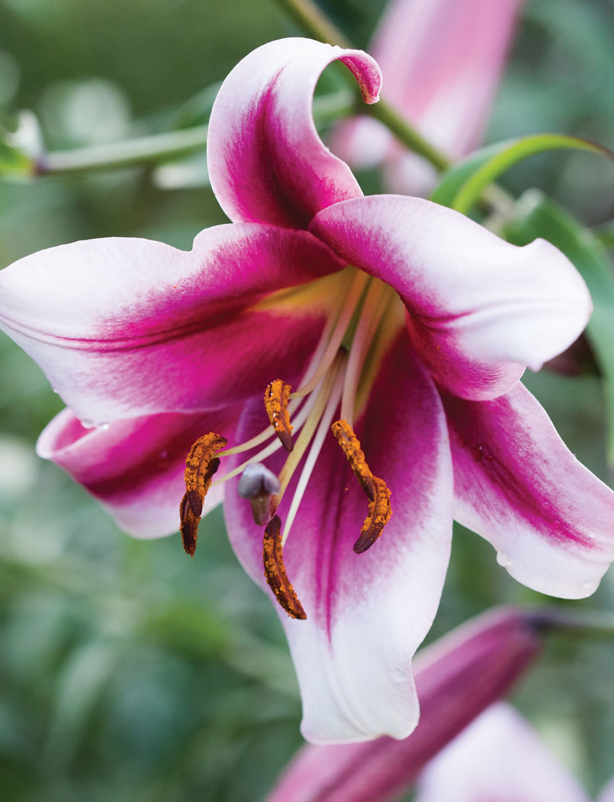 Sumo Matisse Oriental Lilies Miss Lily