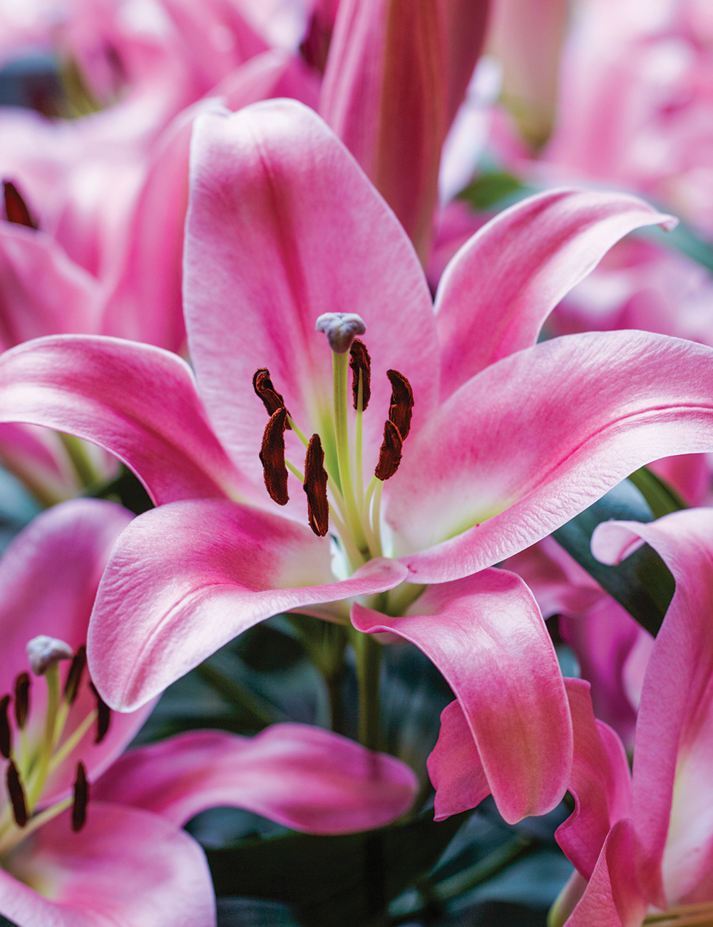 Sumo Oriental Lilium 'Pink Palace'