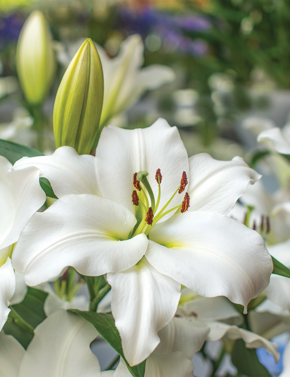 Sumo Oriental Lilium 'Petacas'