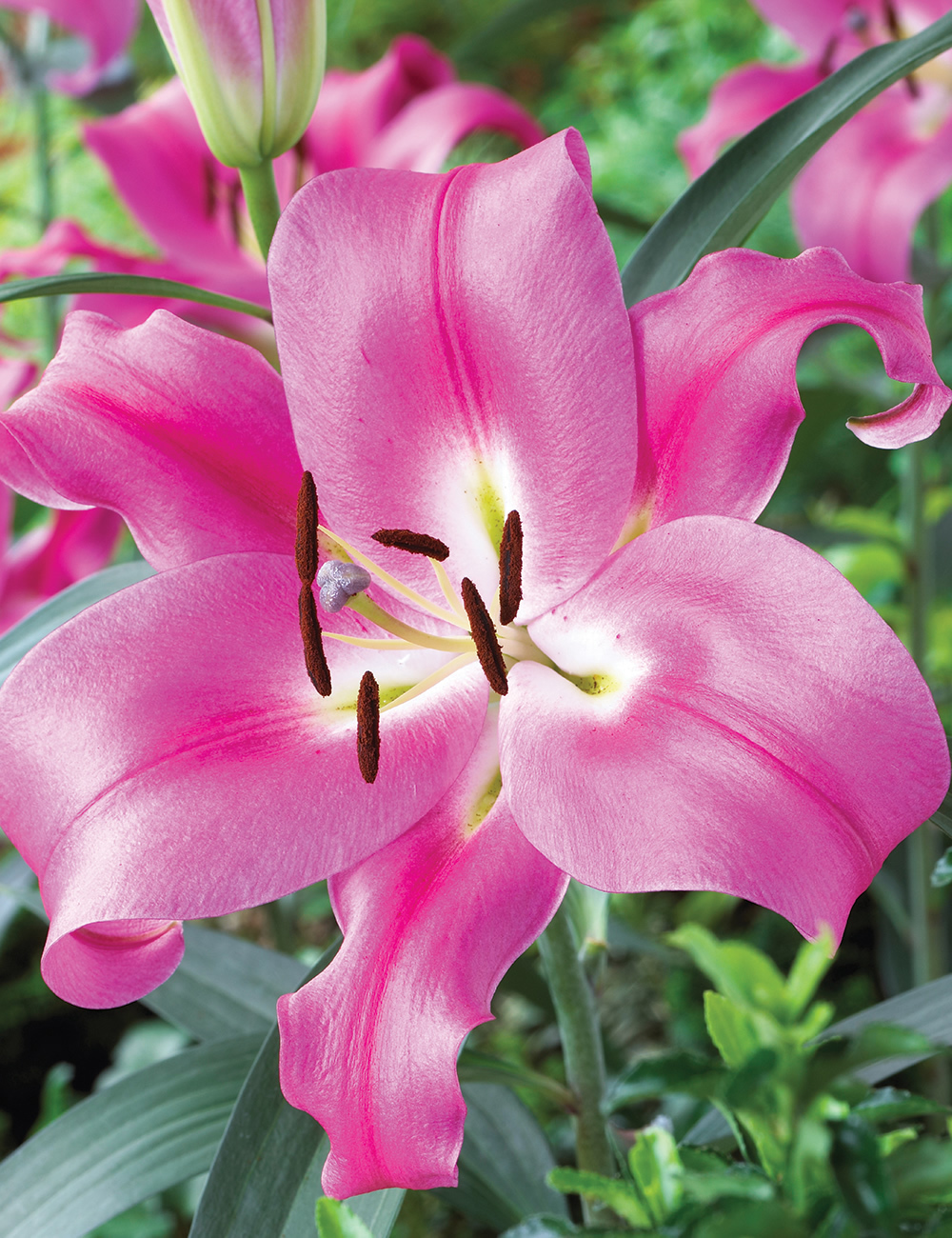 Oriental Sumo Lilies Robina