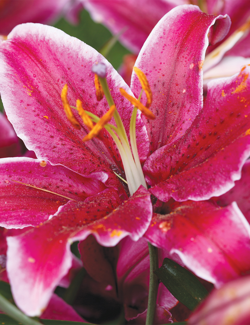 Sumo Oriental Lilium Rio Negro