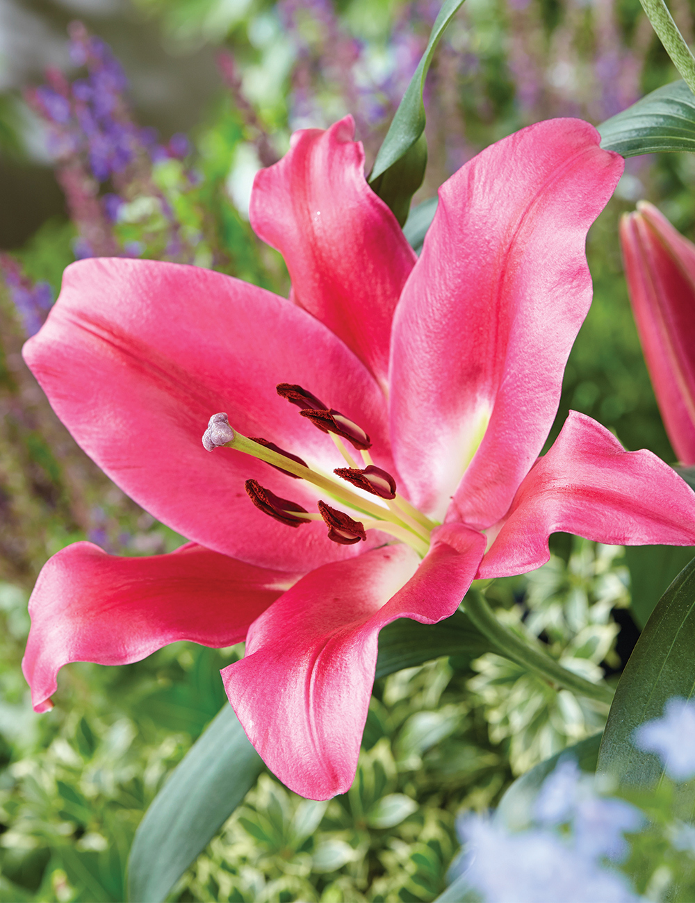 Sumo Oriental Lilium 'Resolute'