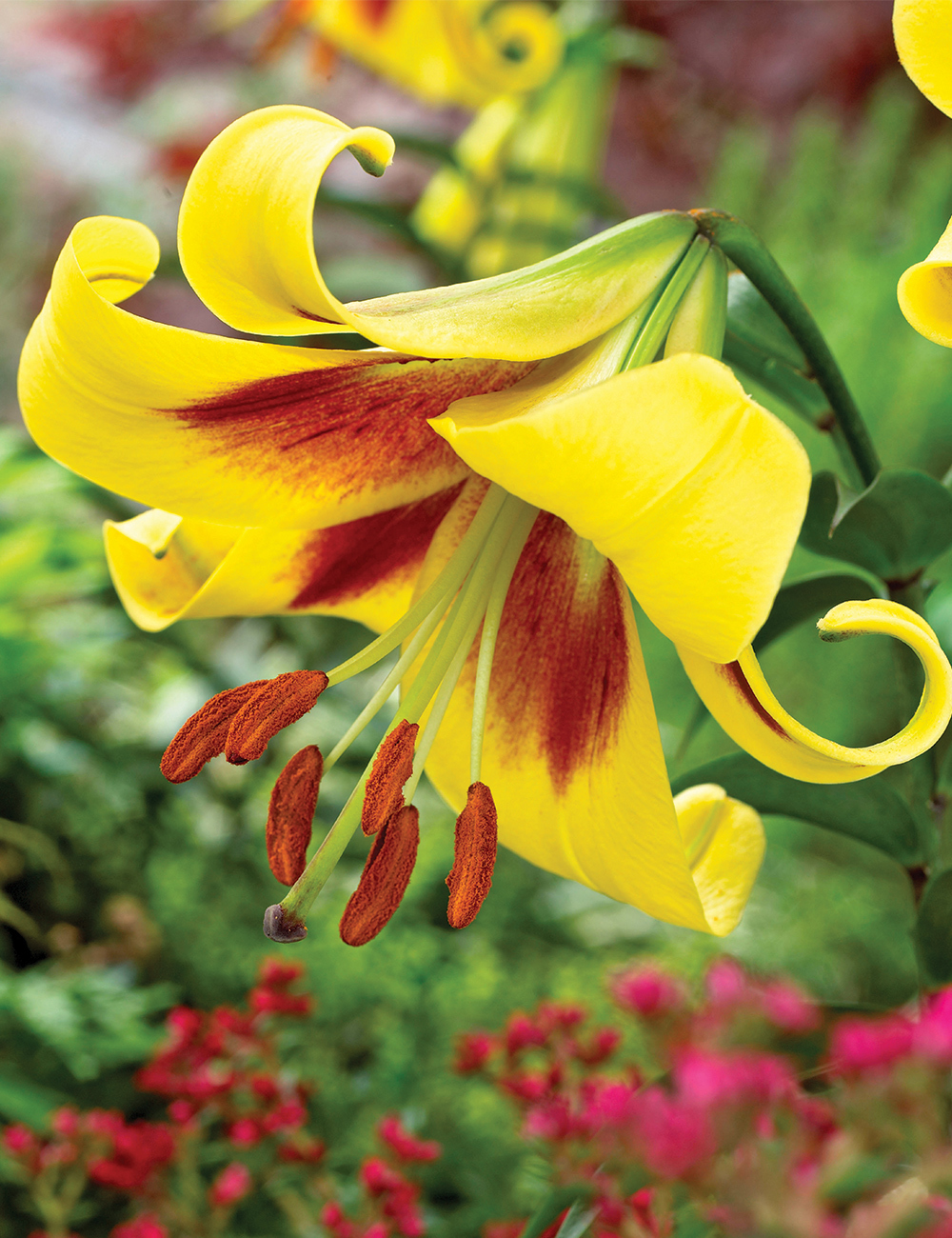 Sumo Matisse Oriental Lilium 'Robert Swanson'