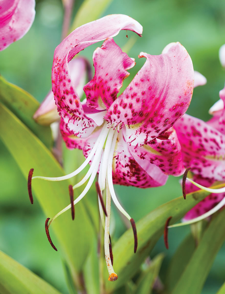 Sumo Matisse Oriental Lilies Scarlet Delight