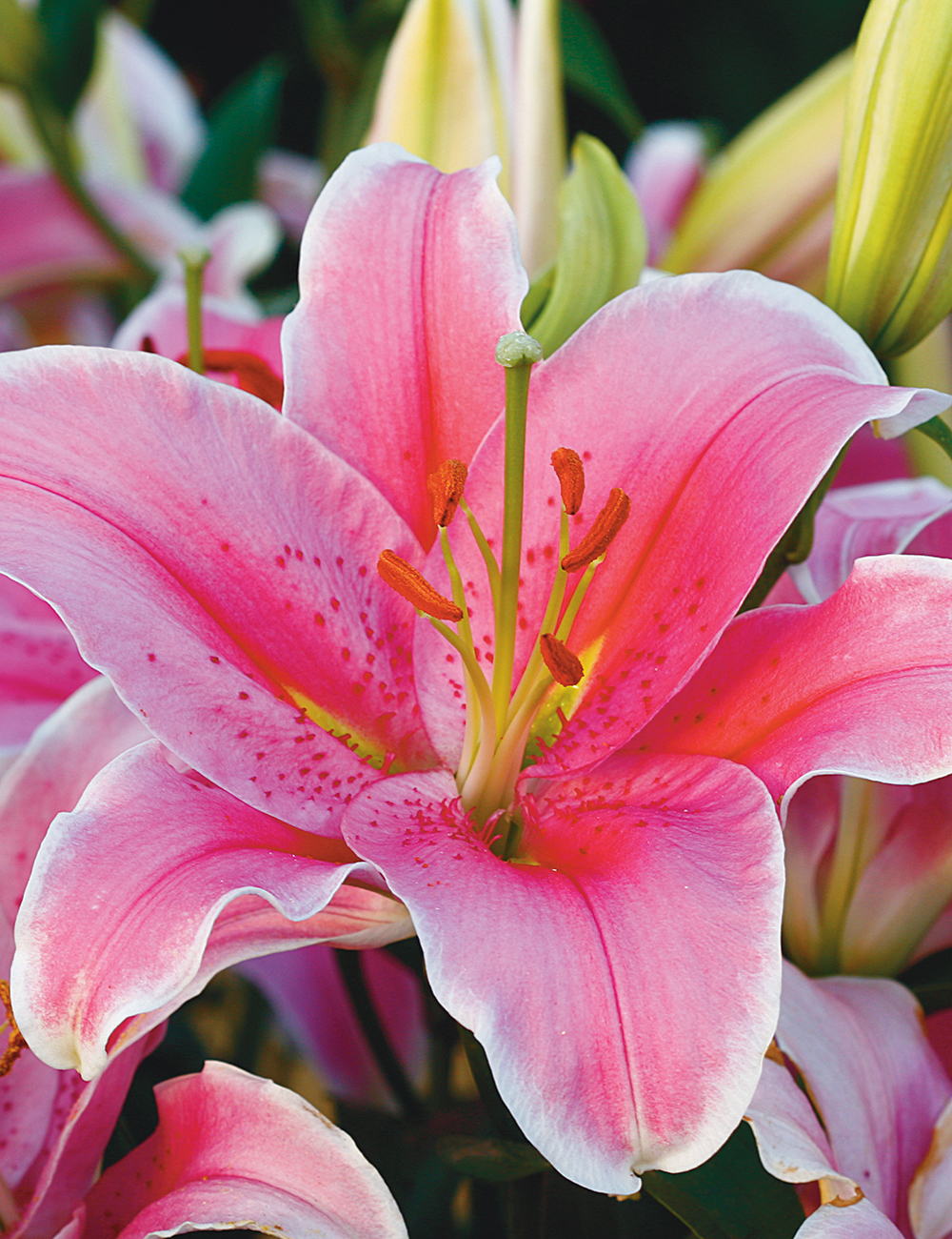 Sumo Oriental Lilium Sorbonne