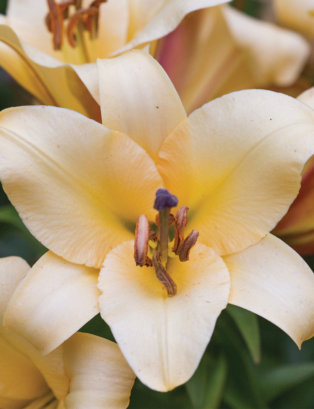 Sumo Oriental Lilium 'Saltarello'