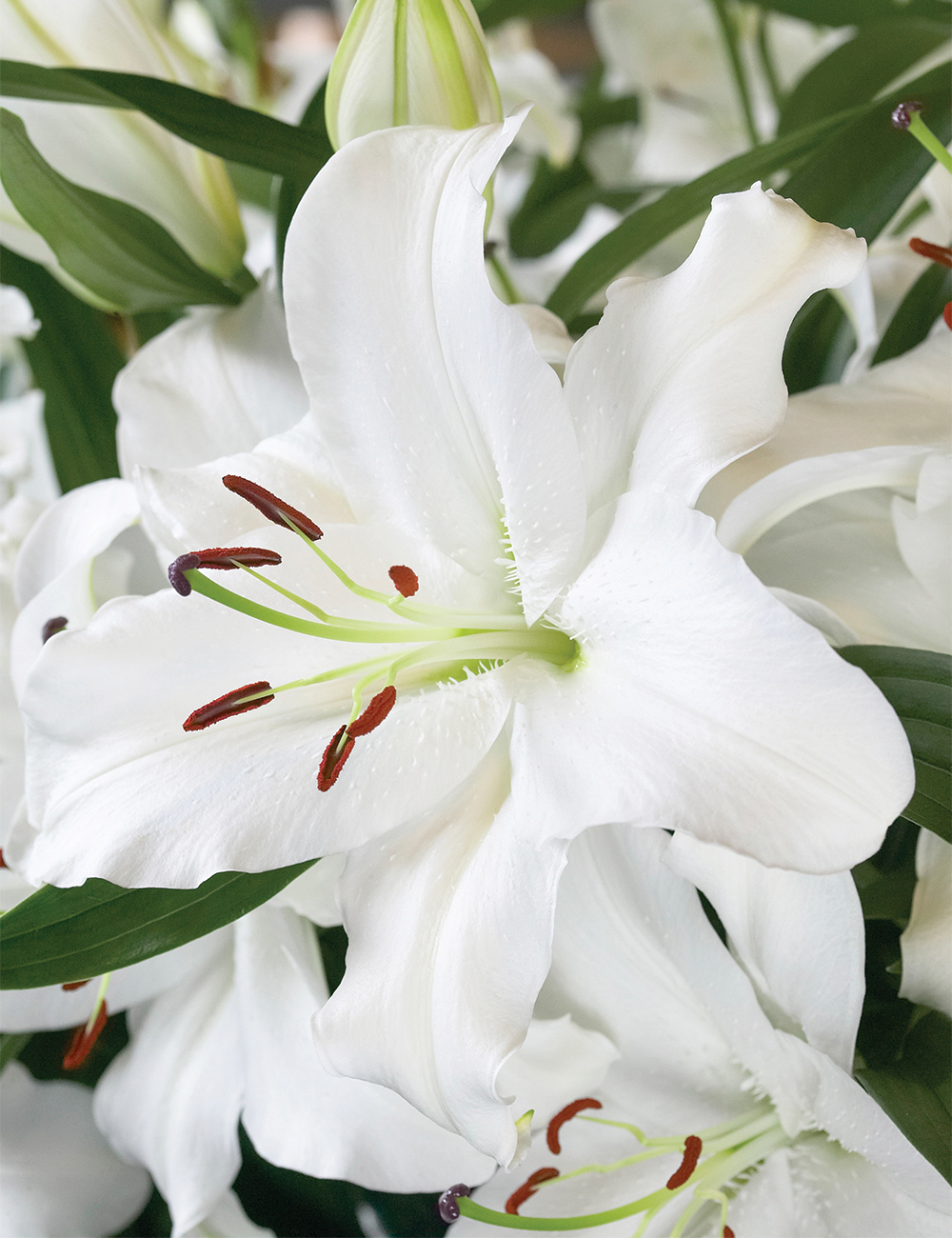 Sumo Oriental Lilium Santander