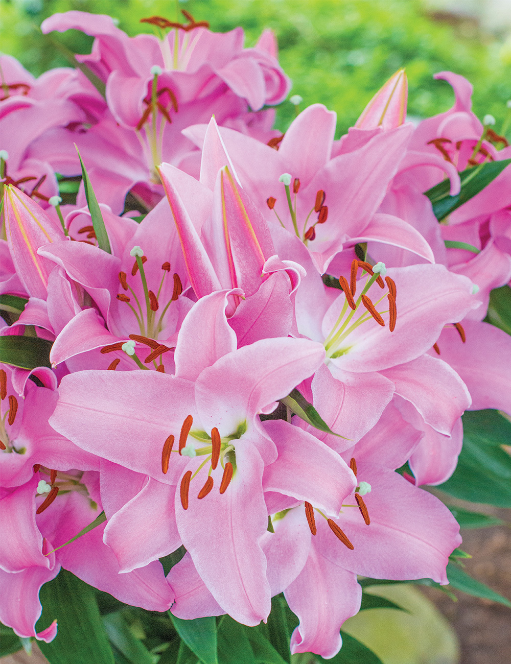 Sumo Oriental Lilium 'Think Pink'