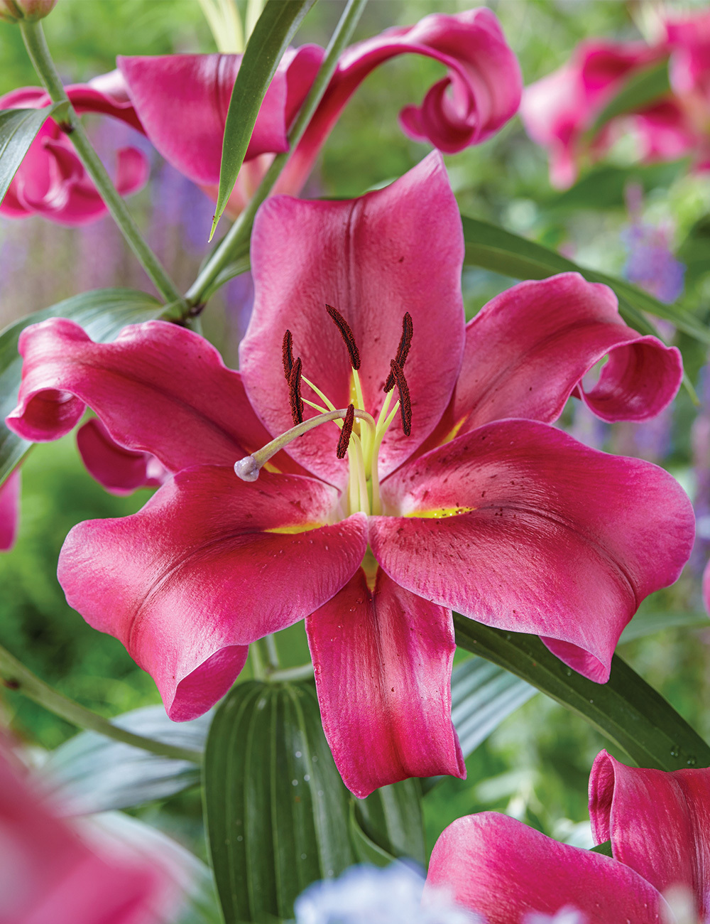 Sumo Oriental Lilium 'Touchstone'