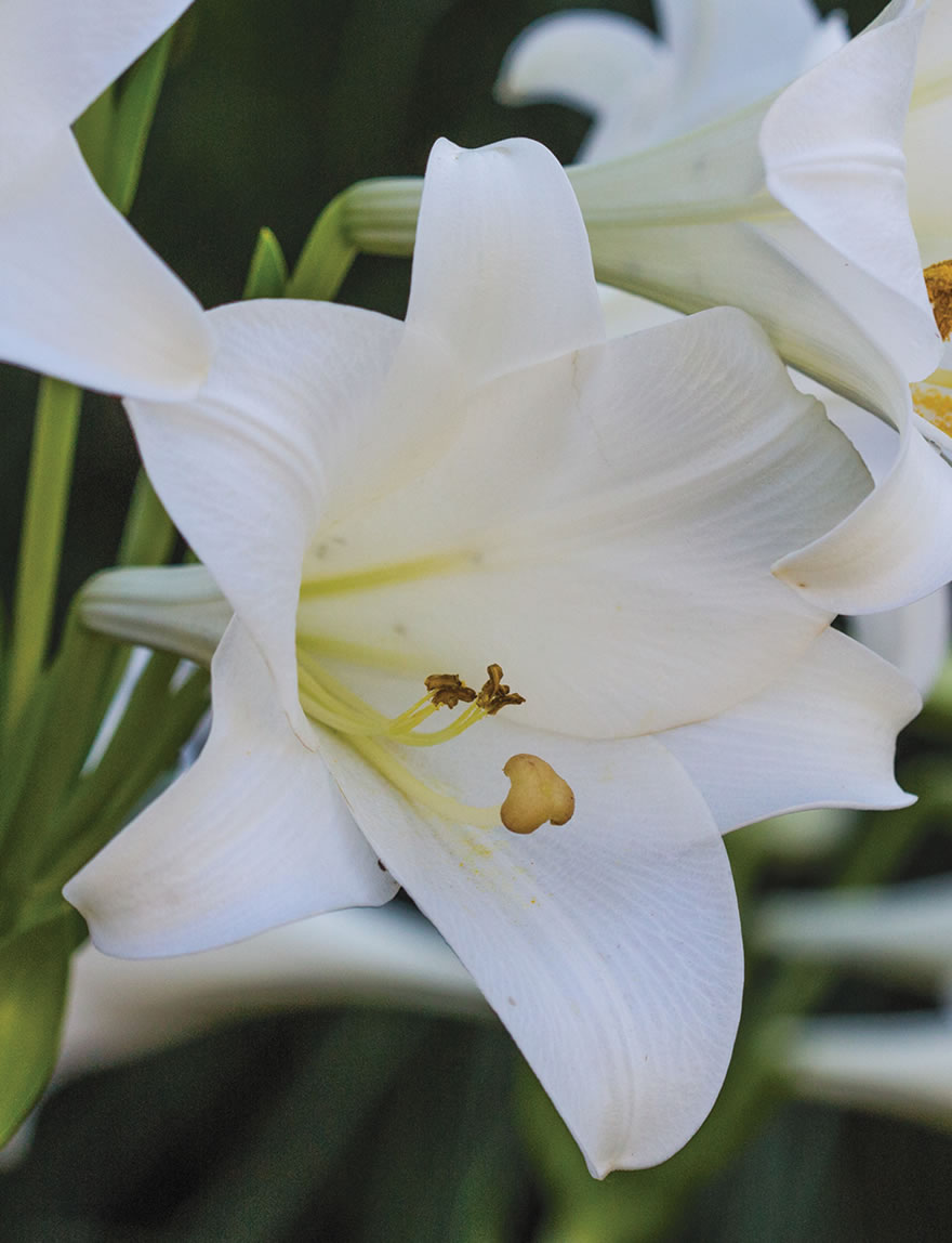 Sumo Christmas Lilies White Dragon