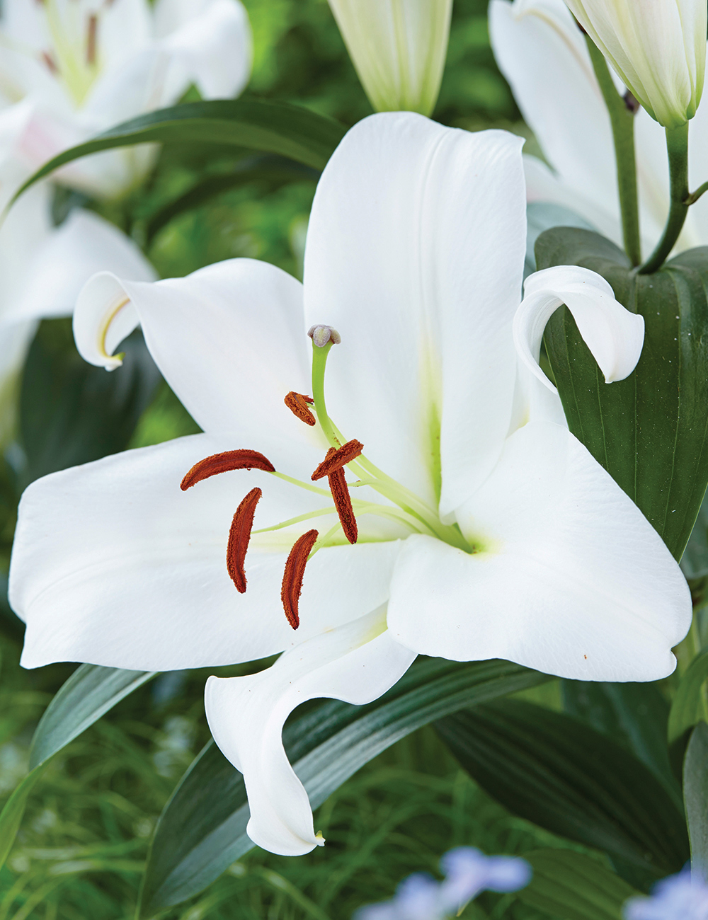 Sumo Oriental Lilium Zambesi