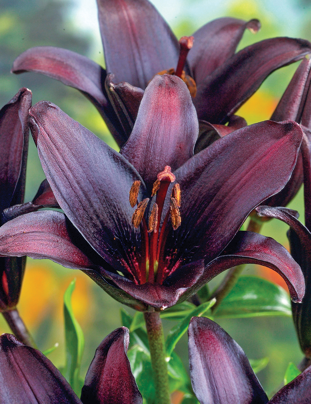 Sumo Asiatic Lilium Black Charm