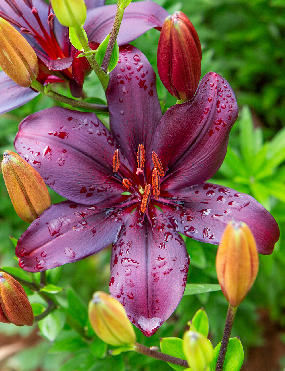 Sumo Asiatic Lily Black Charm