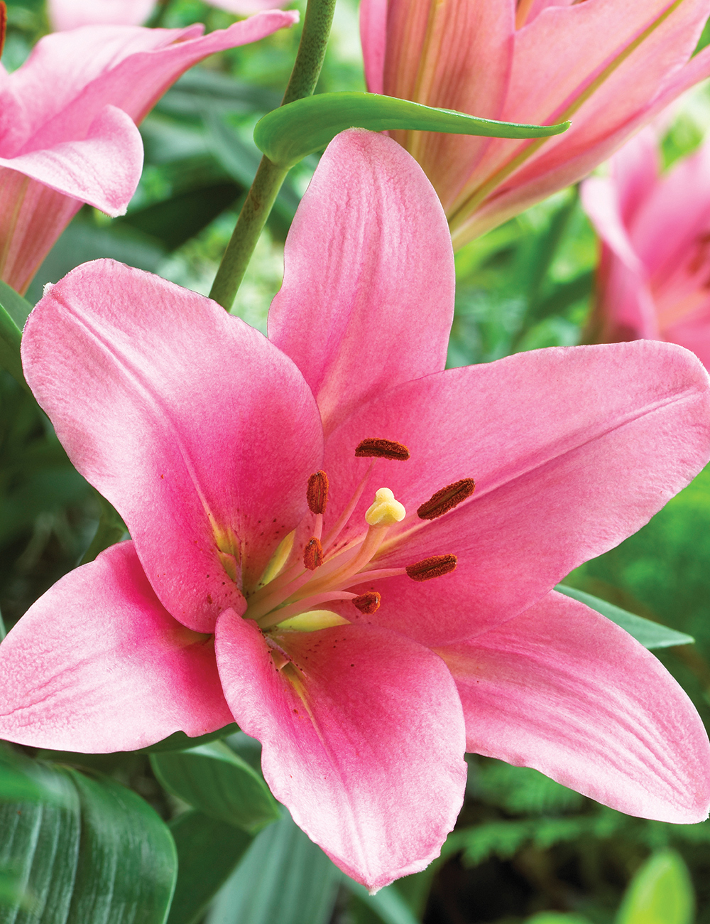 Sumo LA Lilium 'Brindisi'