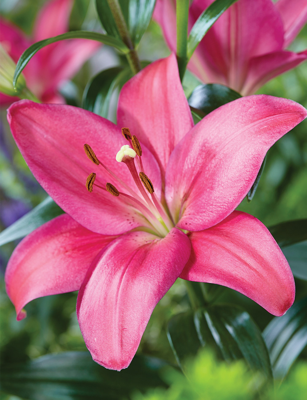 Sumo LA Lilium 'Boardwalk'