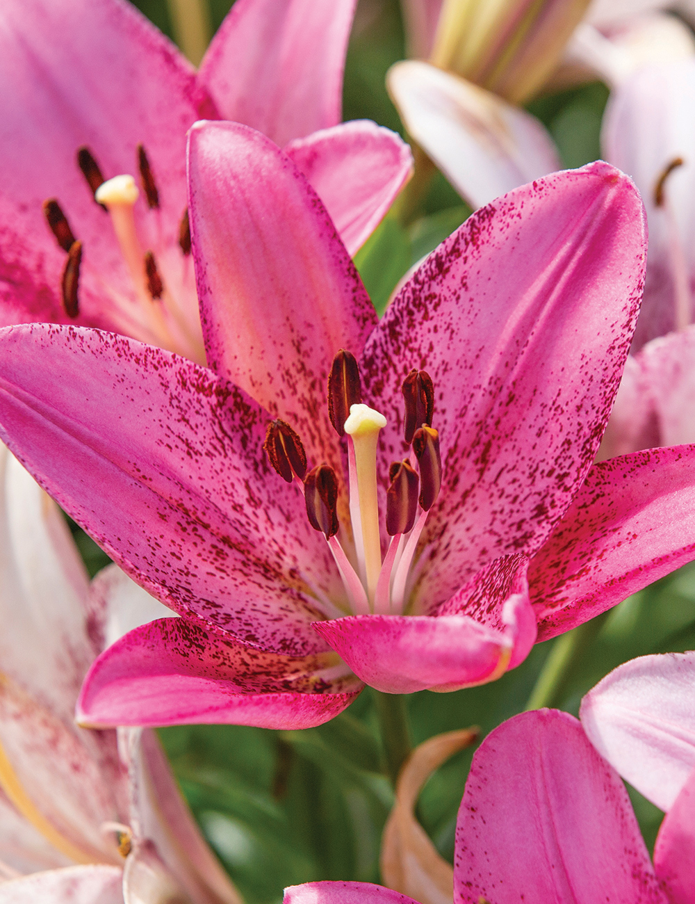 Sumo Asiatic Lilium 'Cogoleto'