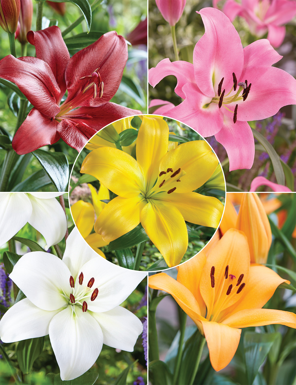 Sumo Asiatic Lilies (reduced) Collection