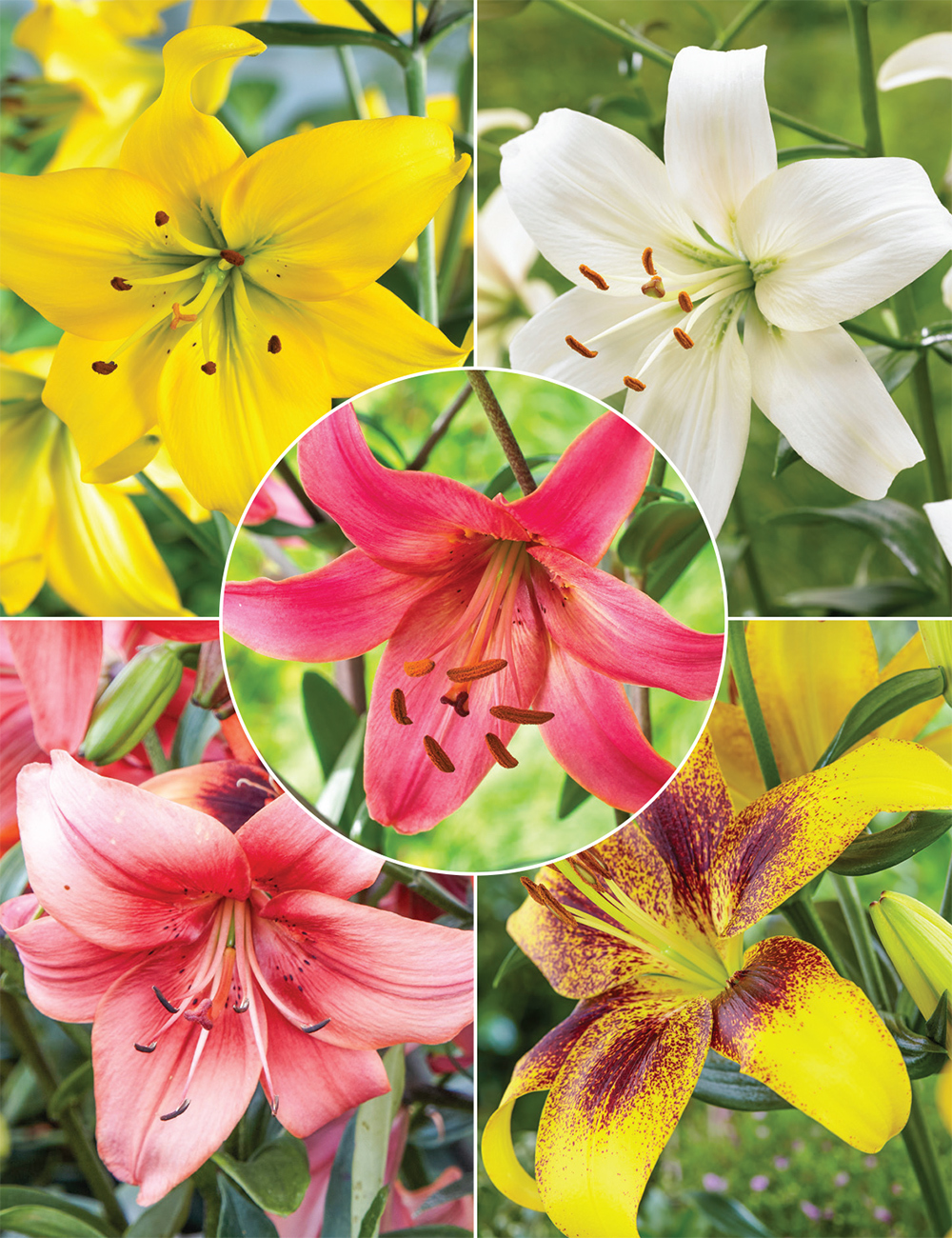 Sumo Asiatic Lilies (reduced) Collection