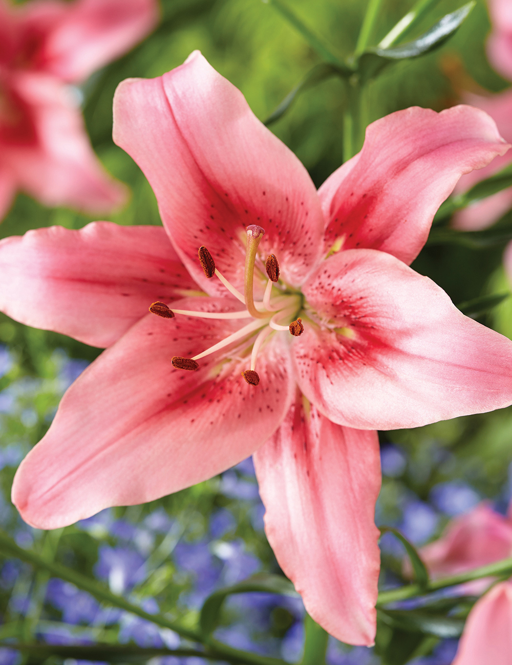 Sumo Asiatic Lilium 'Child in Time'