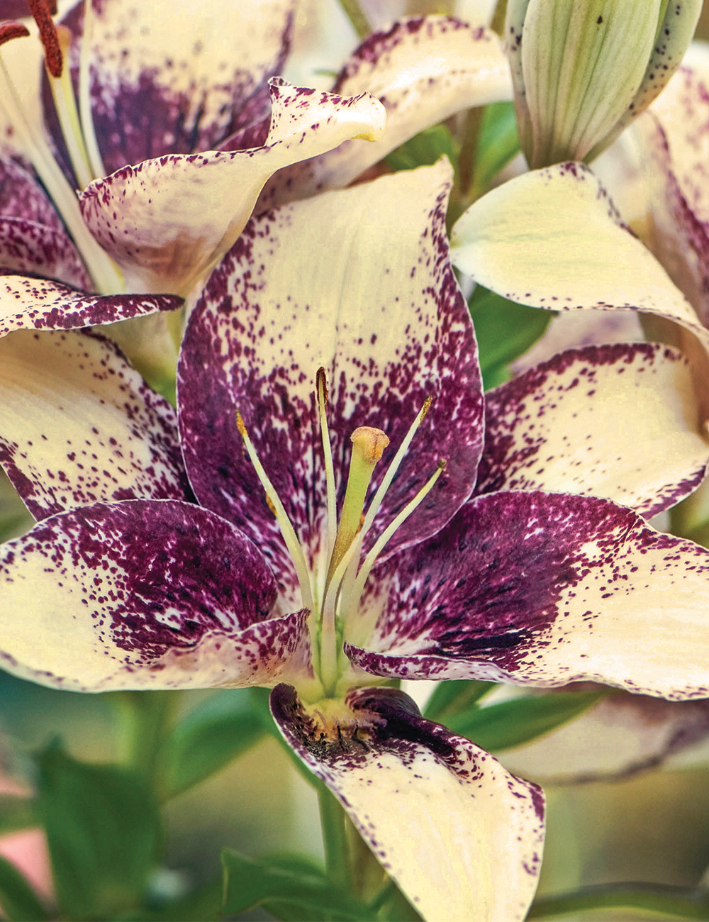 Sumo Asiatic Lilium 'Easy Spot'