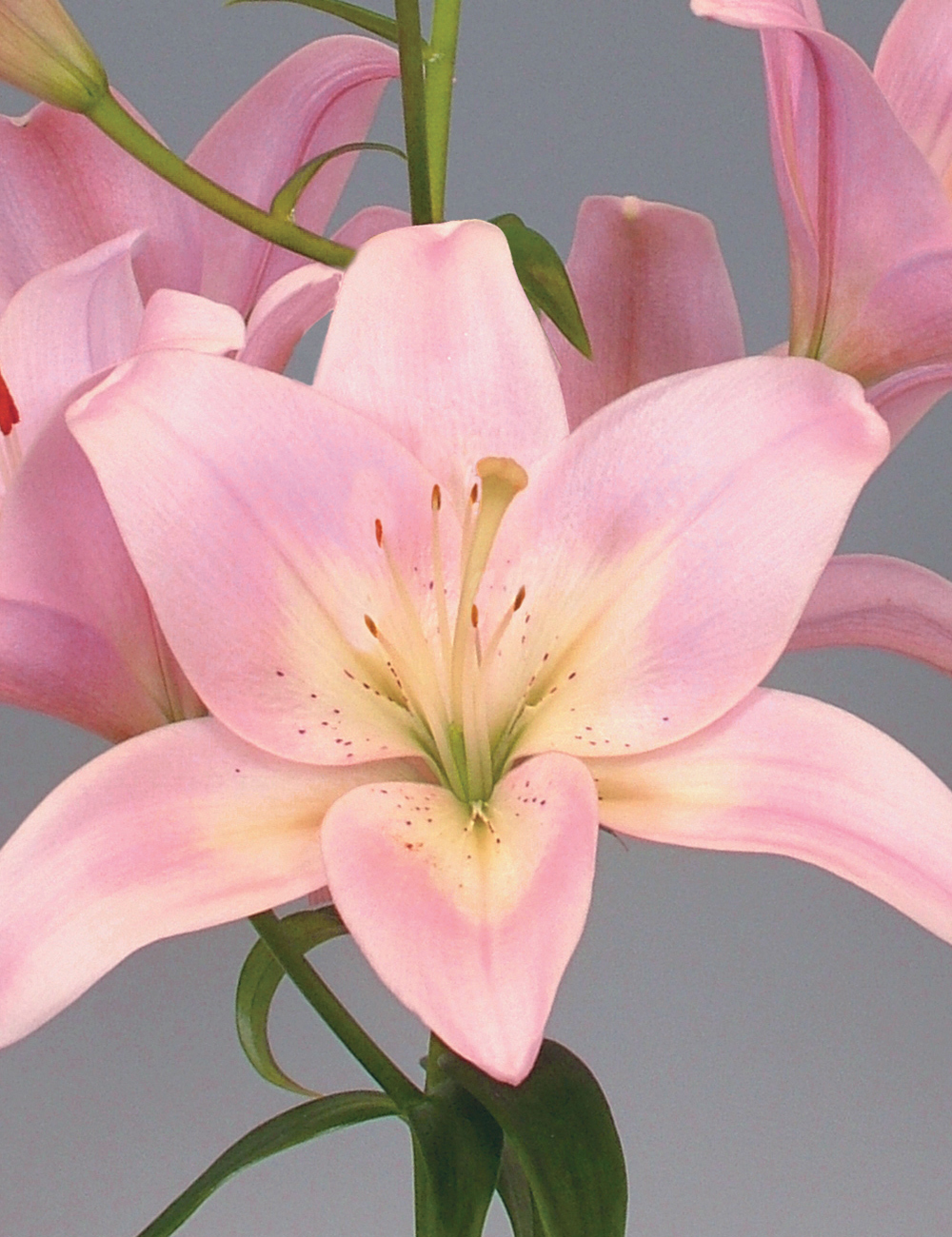 Sumo Asiatic Lilium 'Easy Whisper'