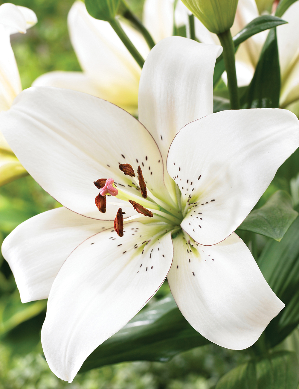 Sumo LA Lilium 'Eyeliner'