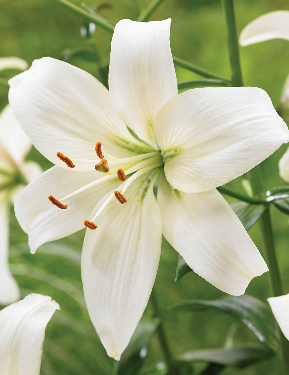 Sumo Pearl Lilium Frances