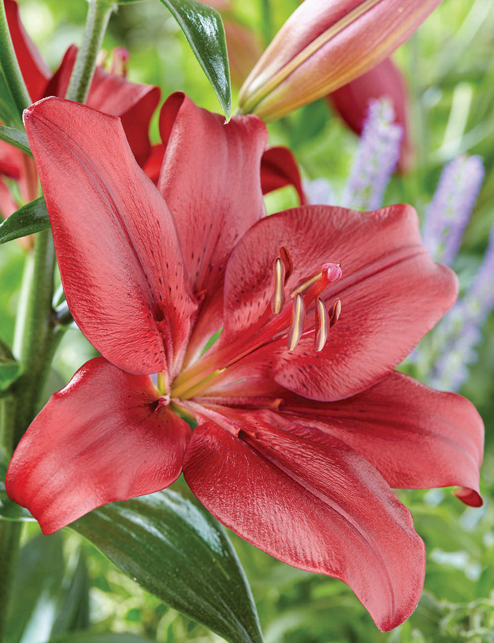 Sumo LA Lilium 'Forza Red'