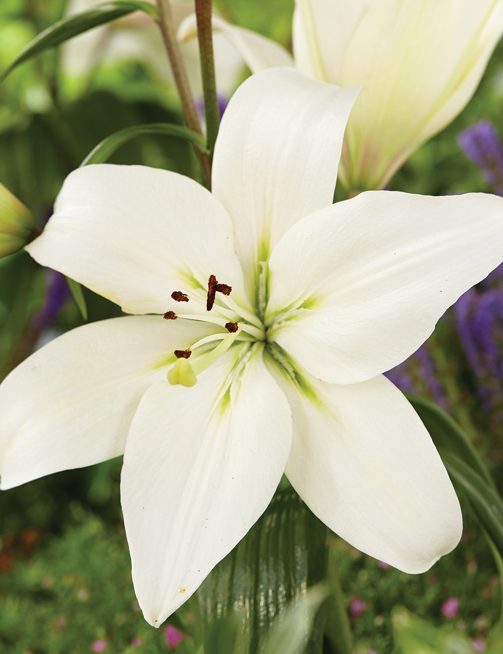 Sumo LA Lilium 'Litouwen'