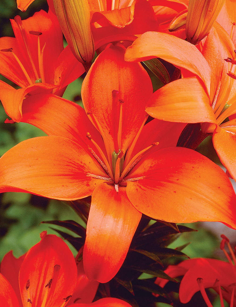 Sumo Asiatic Lilium 'Orange Ton'