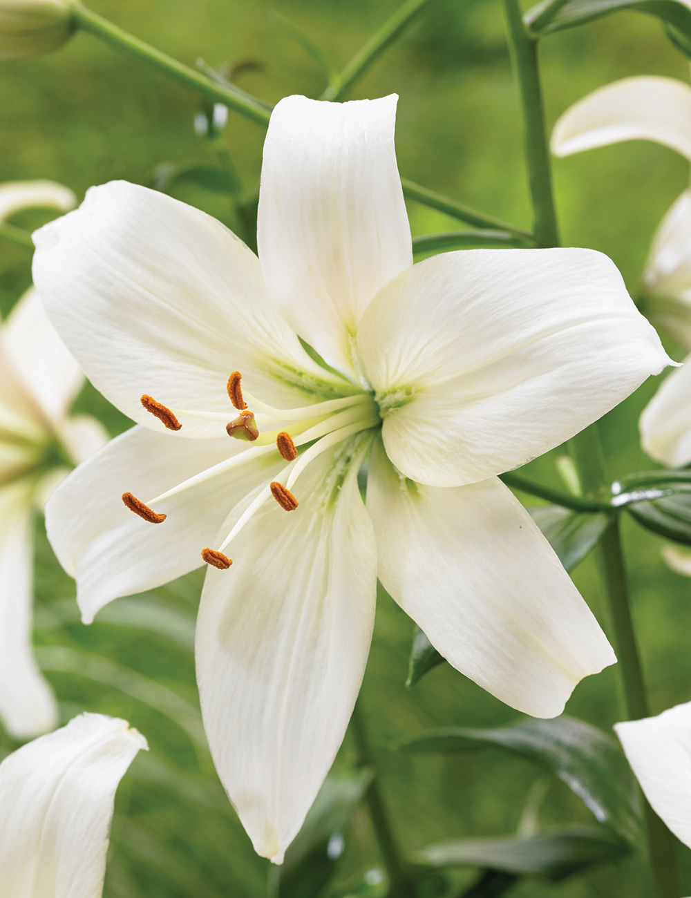 Sumo Special Lilium 'Pearl Frances'