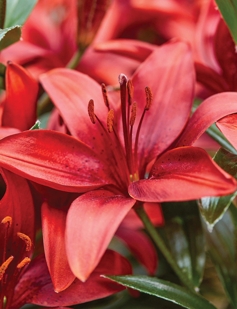 Sumo Asiatic Lilium 'Prunotto'