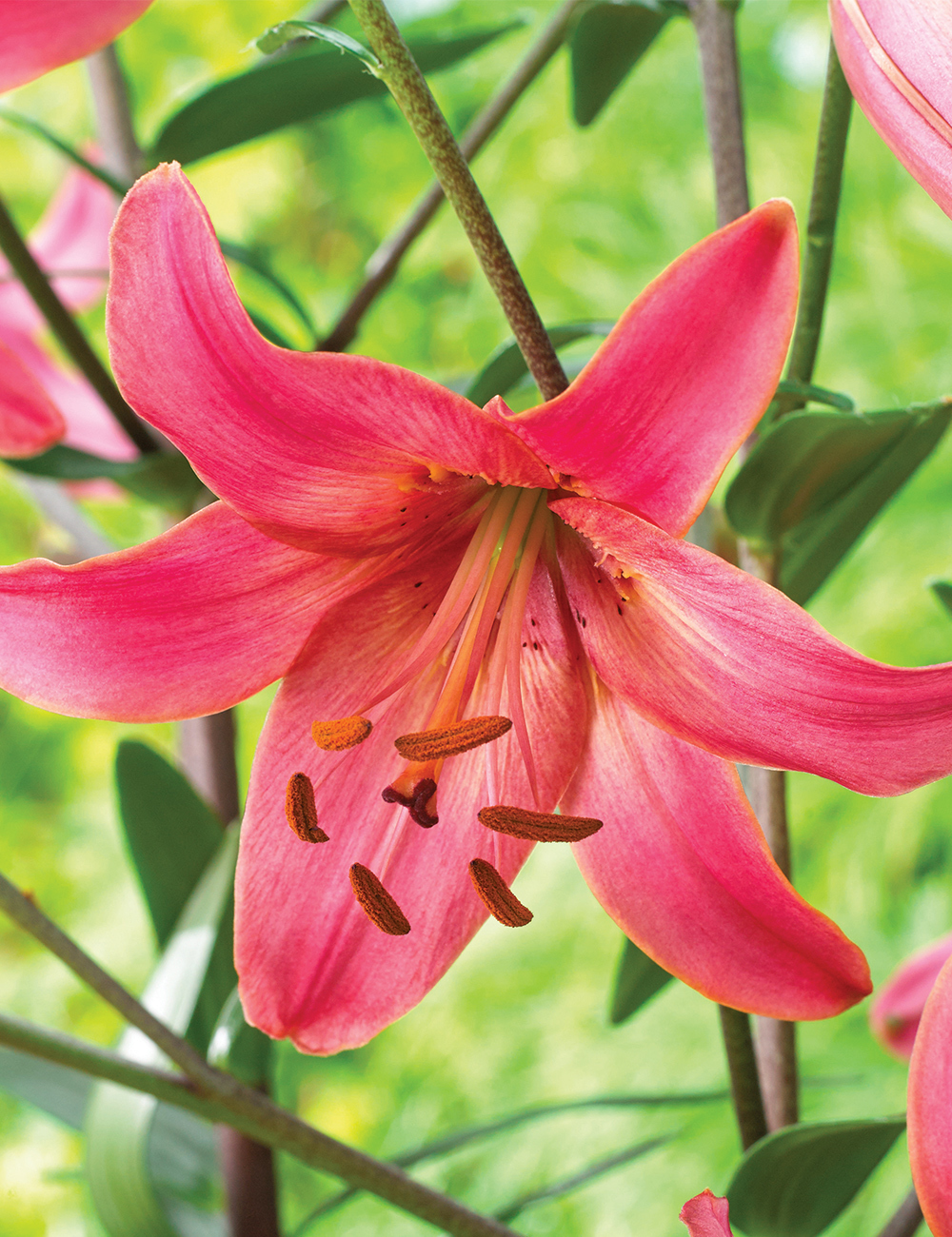 Sumo Special Lilium 'Pink Flight'