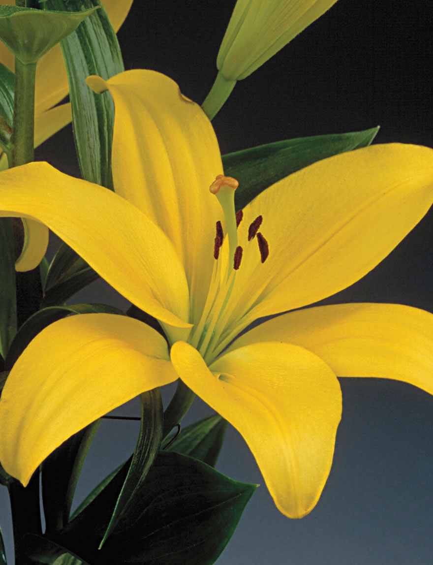 Sumo Asiatic Lilies Pavia