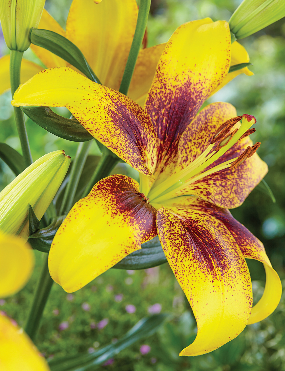 Sumo Special Lilium 'Yellow Brush'