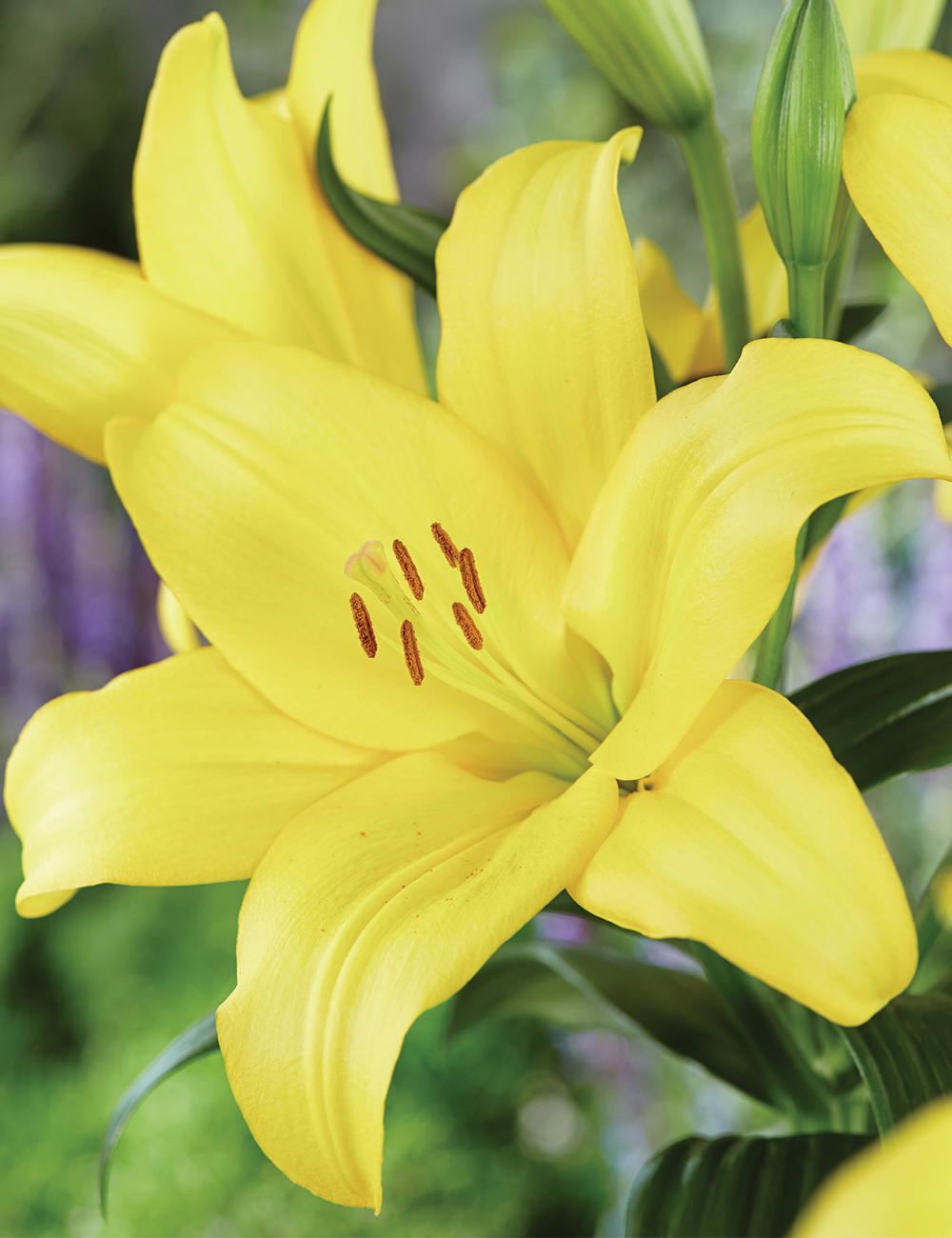 Sumo Asiatic Lilium 'Yellow Power'