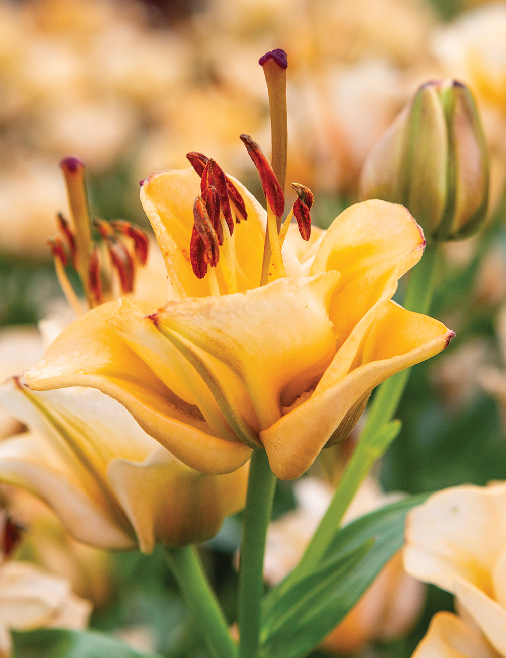 Double Asiatic Lilies 'Apricot Fudge'