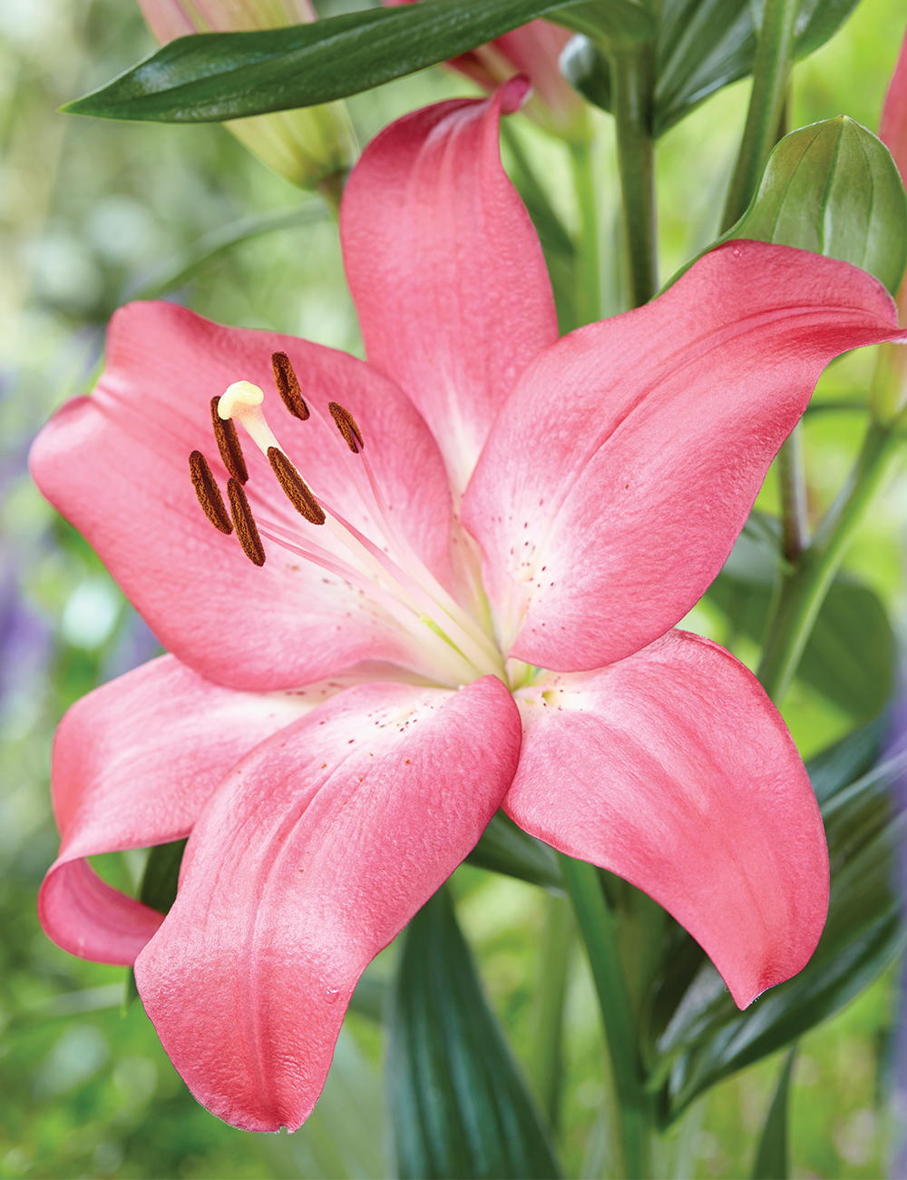 LA Lilies 'Arbatax'