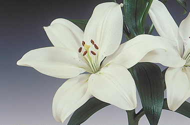 Twice Flowering Asiatic Lilies Bright Diamond