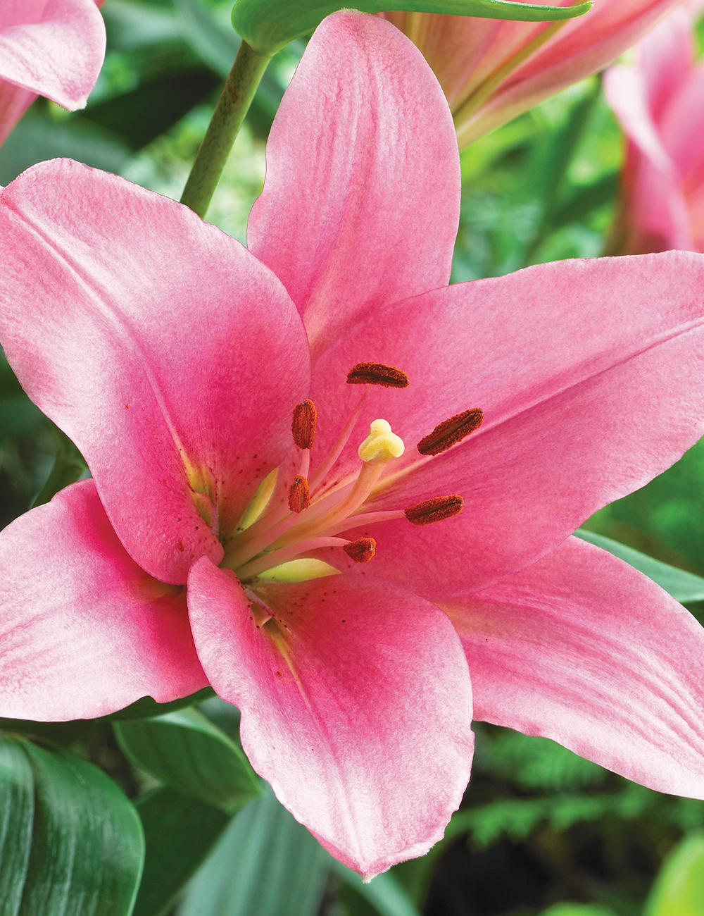 BULK BUY LA Lilium 'Brindisi'