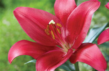 LA Lilies Bourbon Street